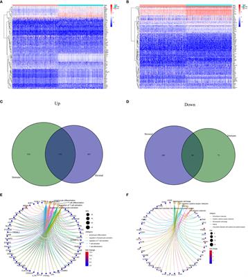 Machine learning immune-related gene based on KLRB1 model for predicting the prognosis and immune cell infiltration of breast cancer